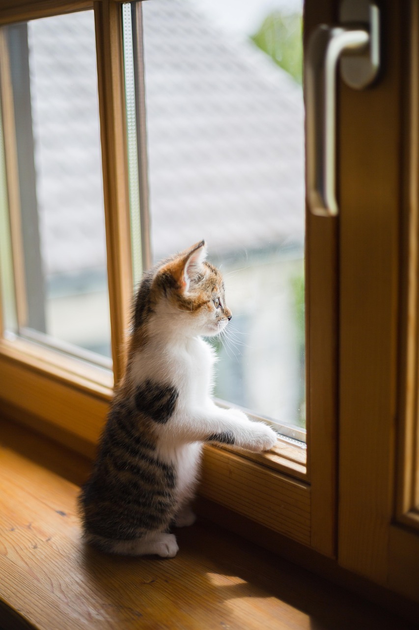 young, cat, window, sad, animal, pet, scratch, wooden windows